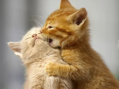 10+ милых картинок с котиками, которые созданы для борьбы с плохим  настроением