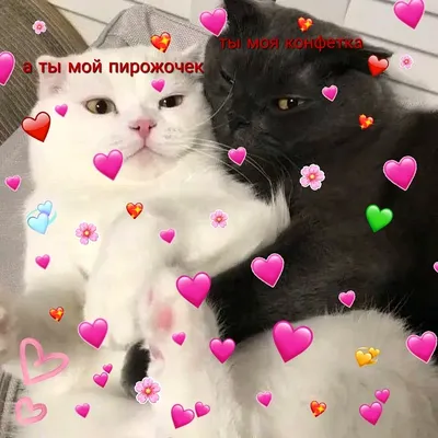 Милая открытка со стикерами котиками на зеленом фоне с сердечками | Flyvi