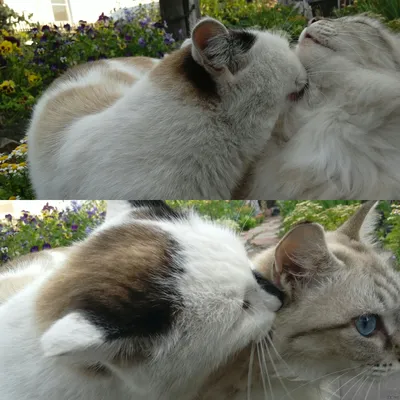 Кот целует - 52 фото: смотреть онлайн
