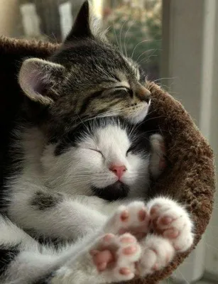 Обнимающиеся коты - фото кошачьих обнимашек, часть 3 | Котофеич