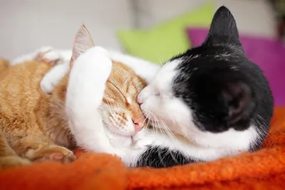 Целующихся кошек - картинки и фото 