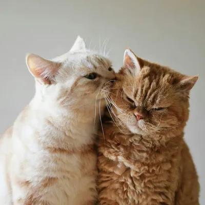 Текстура Коты целуются - AVATAN PLUS