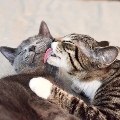 целуются ☺ #милыйкотик #котята #рекомендации #котик #cat #рекомендаци... |  TikTok
