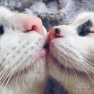 котики целуются ♡ в 2023 г | Смешные котята, Милые котики, Котята