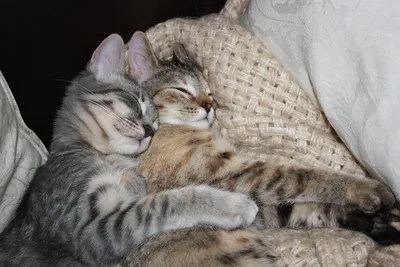 Кошачьи нежности: Как умеют страстно целоваться коты