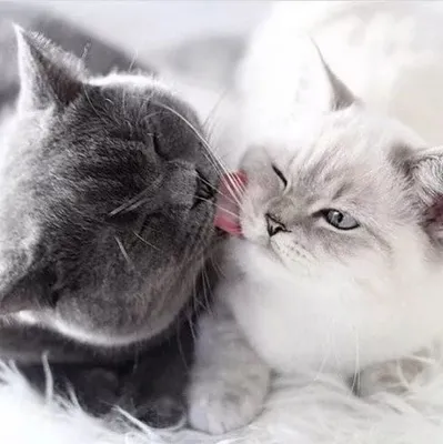 Котики целуются картинки