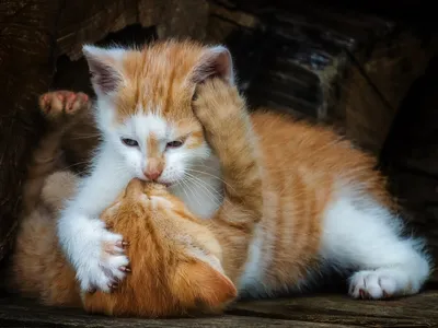 Два милых котика целуются» — создано в Шедевруме