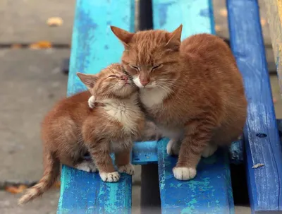 Котики целуются :3 | Пикабу