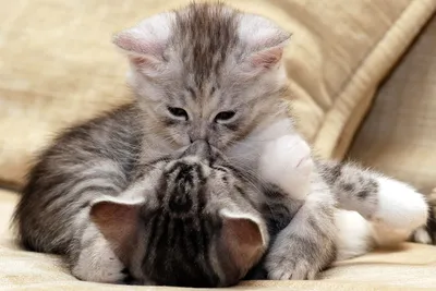 Котик целует кошечку - картинки и фото 
