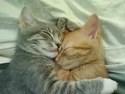 Кошки целуются. Ну очень милая кото-фото-подборка | кошачьи новости | Дзен