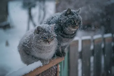 Котик смотрит на зиму рыжий кот …» — создано в Шедевруме