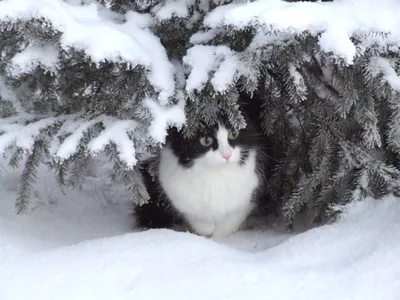 Котик в одежде зимой. Кругом снег…» — создано в Шедевруме