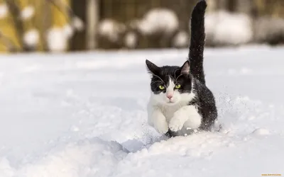 Котик зимой» — создано в Шедевруме