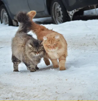 Зимние коты: котики резвятся в снегу 🌨❄ Сколько градусов мороза может  выдержать кот? | Жена Звездочета | Дзен