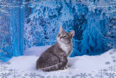 Кот в снегу картинки - 68 фото