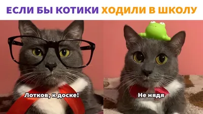 Милые котики и собачки - 61 фото