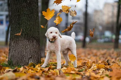 Стильная Пара Кошек Собак Бабочках Белом Фоне стоковое фото ©feedough  211723800