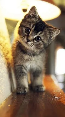 Картинки милых котят на аватарку - 70 фото
