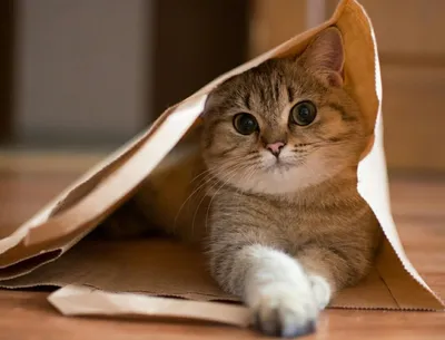 30 котиков из интернета в экологичных бумажных пакетах - Recycle