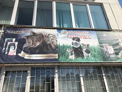 Котопес