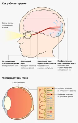 Оптические иллюзии: почему одни и те же изображения все видят по-разному |  WDAY