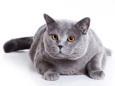 Британская короткошёрстная кошка — British Shorthair, BRI, Shorthair |  Котомир