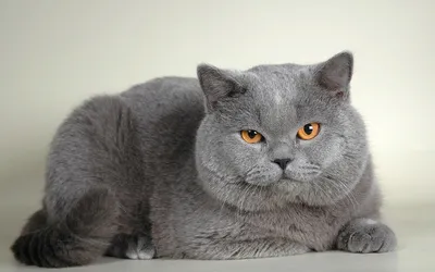 Британская короткошёрстная кошка: особенности породы, правила ухода и  содержания: Звери: Из жизни: 