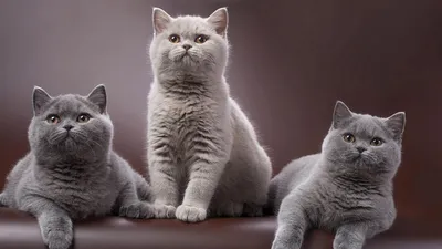 Британские кошки и котята - Питомник британских кошек Ellinas