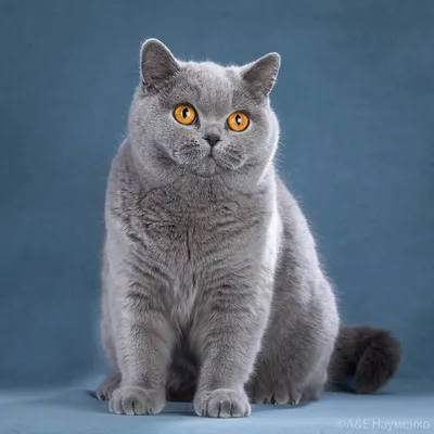 Все о британской породе кошек: фото и описание, характер, цена, окрасы,  отзывы