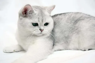 Британская кошка - описание породы кошек: характер, особенности поведения,  размер, отзывы и фото - Питомцы 