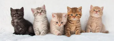 Британская короткошерстная кошка: фото, описание породы, характер | PERFECT  FIT™