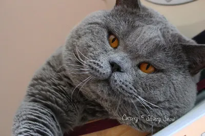 Британская короткошёрстная кошка — British Shorthair, BRI, Shorthair |  Котомир