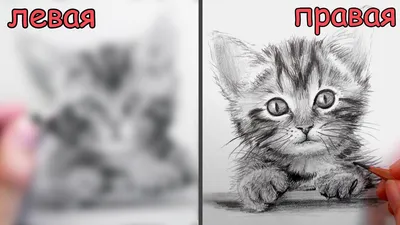 Как нарисовать кота карандашом. - YouTube