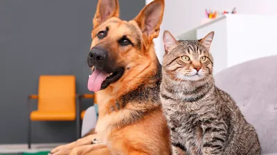 15 фото о странной дружбе домашних животных -  - НГС.ру