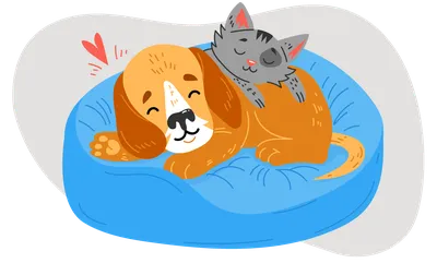 Как ухаживать за зубами кошек и собак: 5 советов - Блог Зоомапы