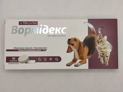 Знакомство собак с другими питомцами - практические советы | Royal Canin UA