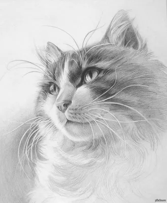 Рисунок карандашом, Просто кот. | Пикабу