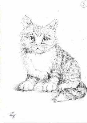 Рисунок кота легкий для срисовки карандашом - 80 фото