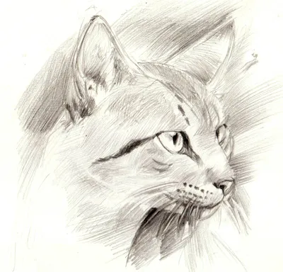Эскиз кота карандашом - 59 фото