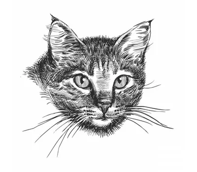 Как нарисовать кошку карандашом на бумаге.How to draw a cat pencil on paper  - YouTube