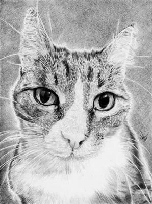 Кот. Рисунок. Карандашом | Cats, Animals, Draw