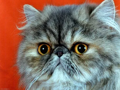 Персидская кошка. Всё о породе