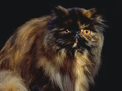 3 причины не заводить персидскую кошку. Об этих фактах молчат заводчики |  РБК Life