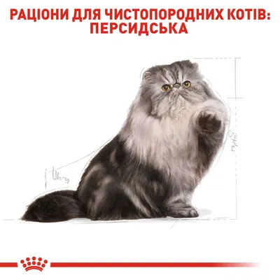Фотогалерея "Персы и экзоты" - "Персидская кошка, окрас красный биколор" -  Фото породистых и беспородных кошек и котов.