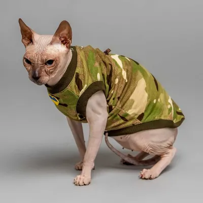 Порода кошек Канадский Сфинкс💖Полезная информация👍 для тех, кто думает  приобрести котёнка🐈 | Мои любимые Сфинксы | Дзен