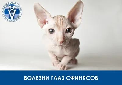 Фигурка животного Кошка Сфинкс 87238 Derri Animals 73354262 купить за 491 ₽  в интернет-магазине Wildberries