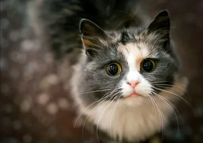 10 лучших экранных котов и кошек