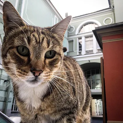 Эрмитаж показывает музейных котов онлайн | The Art Newspaper Russia —  новости искусства