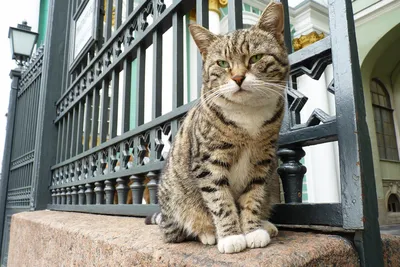 Подборка фото котов и кошек из разных городов (моё). Часть 2 | Пикабу