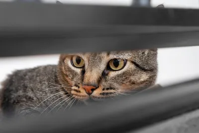 10 курьезных фото котов, сделанных в неудачный момент | Новини.live